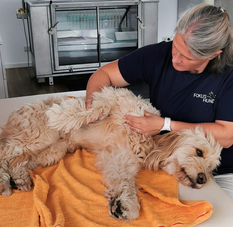 Fokus Hund Markdorf | Hunde-Physiotherapie | Tierphysiotherapie , Sigrid Juhas