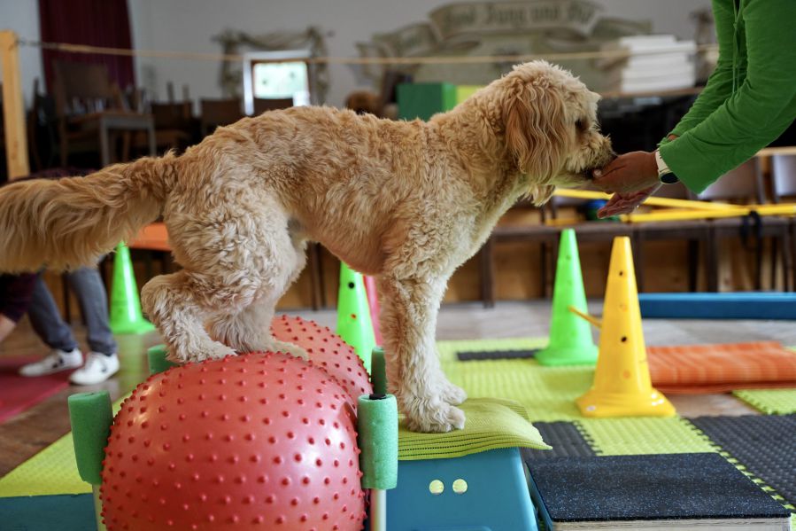 Fokus Hund Markdorf | Hunde-Physiotherapie | Tierphysiotherapie